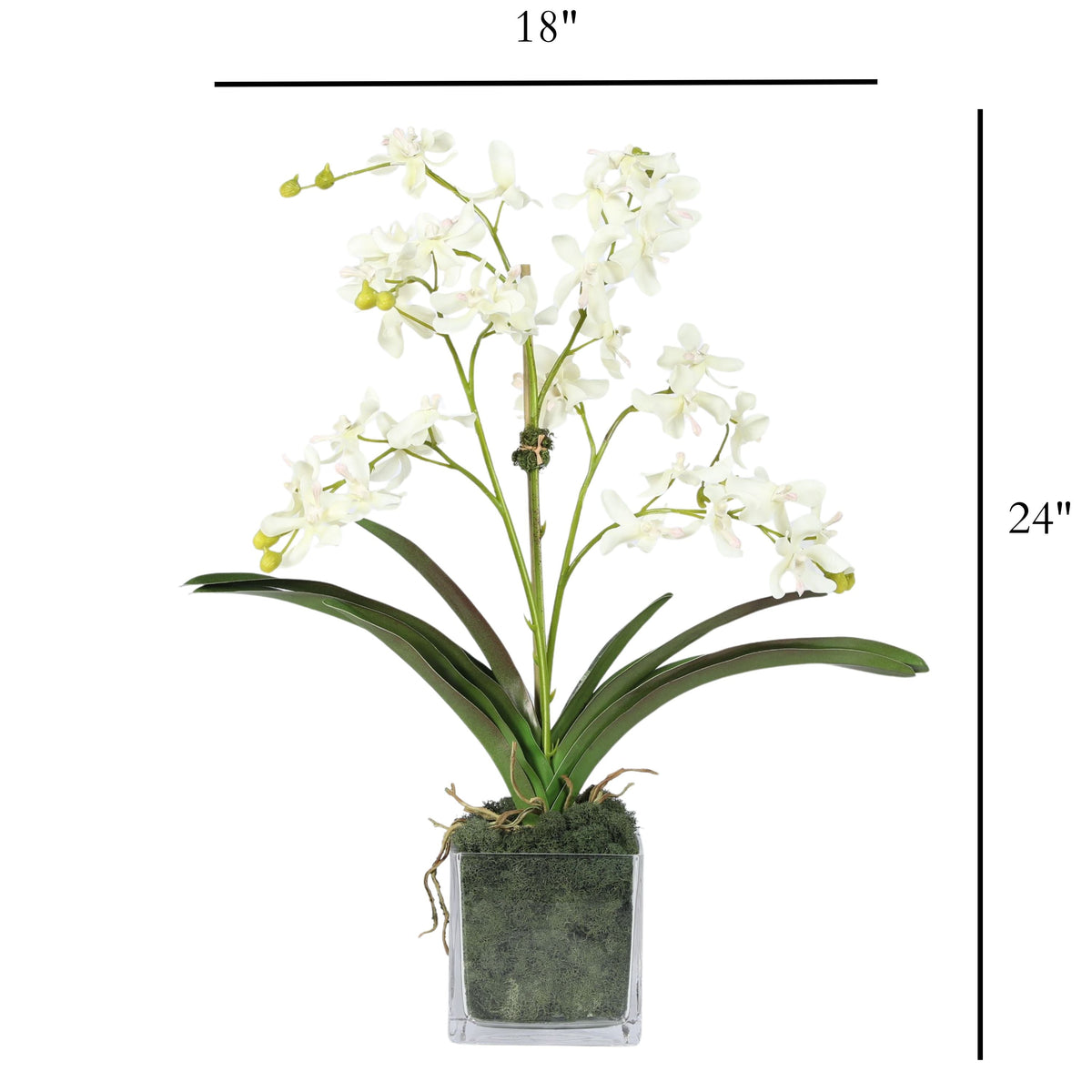 Composizione di orchidee in vaso - 61 cm