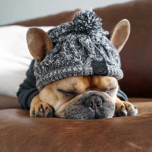 Bonnet en tricot chaud pour animal de compagnie automne-hiver avec pompon