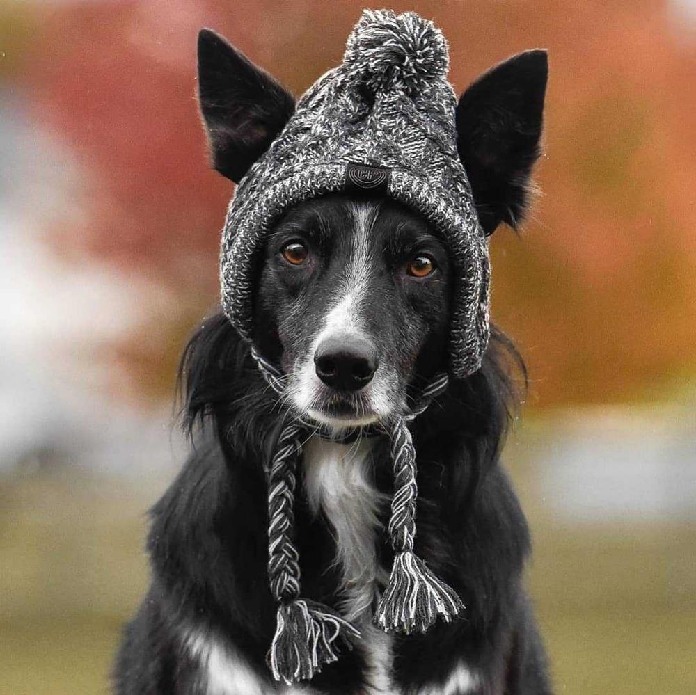Bonnet en tricot chaud pour animal de compagnie automne-hiver avec pompon