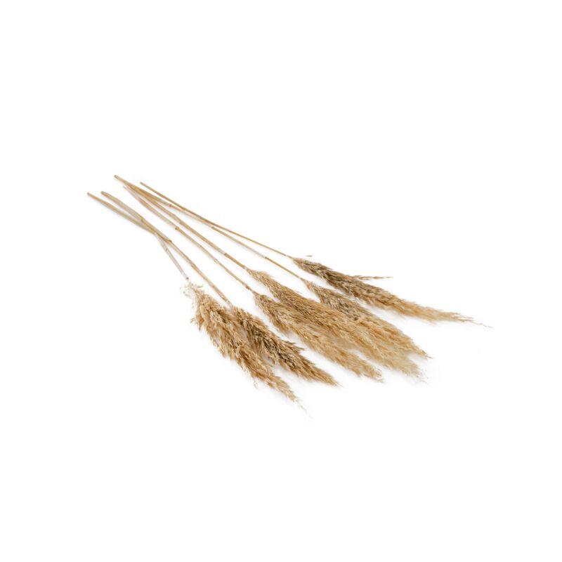Erba della pampa essiccata soffice