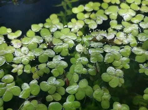 Giant Duck Weed "Spirodela Polyrhiza"