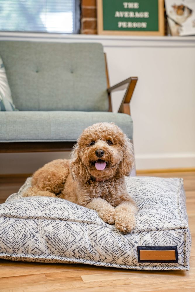 Cuccia Lounger color Sapphire Spaniel