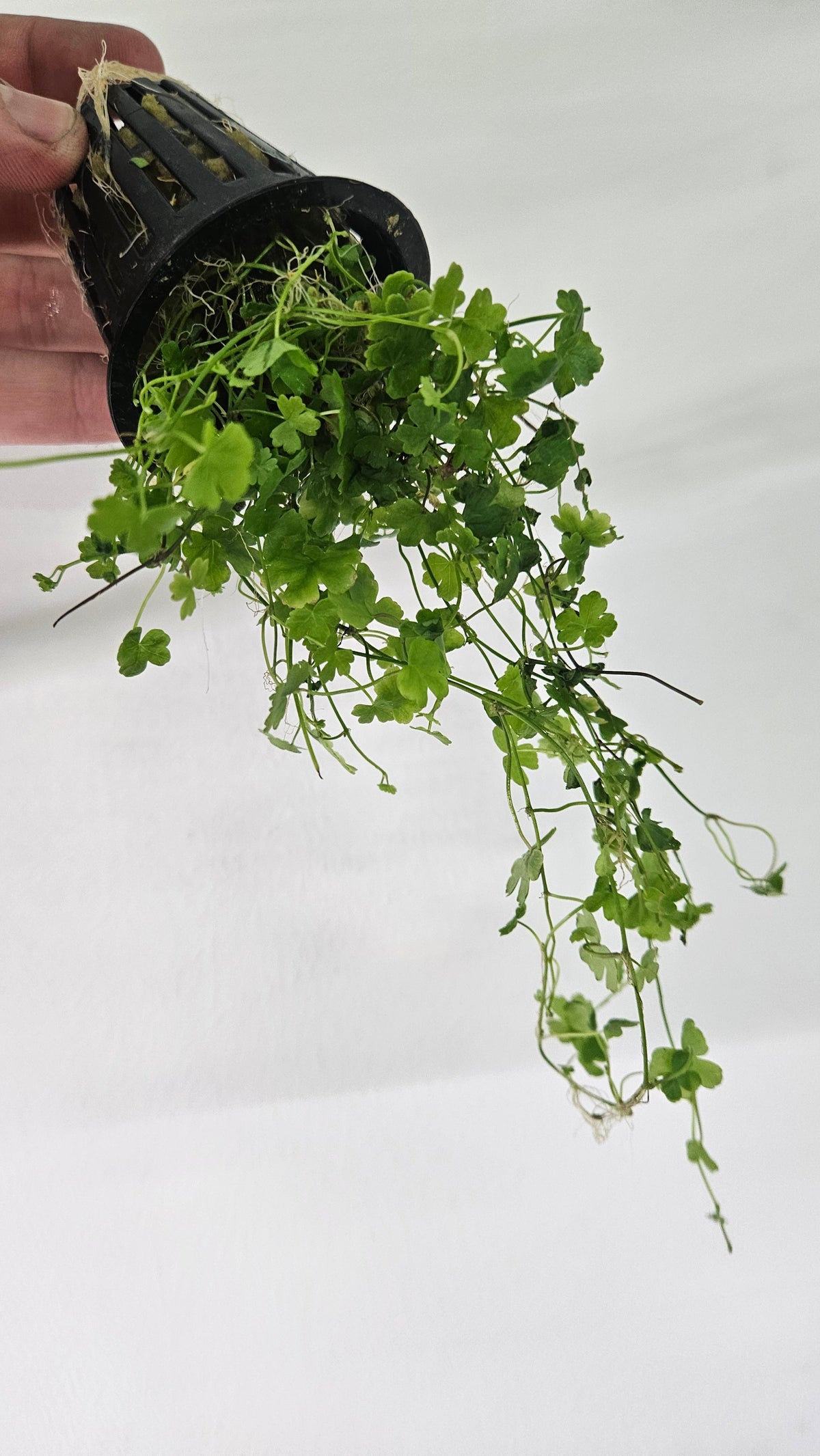 Hydrocotyle tripartita 'Japon' en pot
