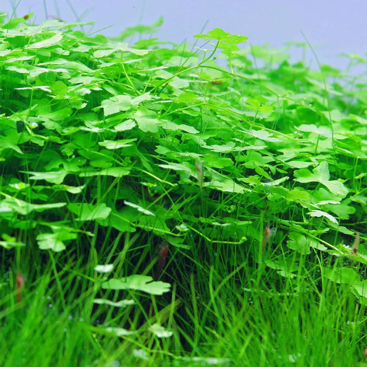 Hydrocotyle Tripartita Japan