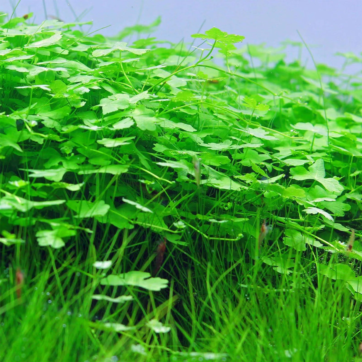 Hydrocotyle tripartita 'Japan'