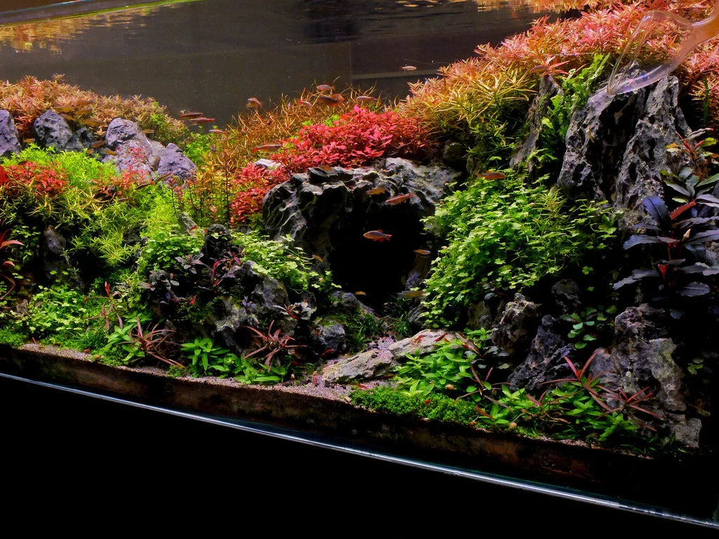 Hydrocotyle tripartita 'Japan'
