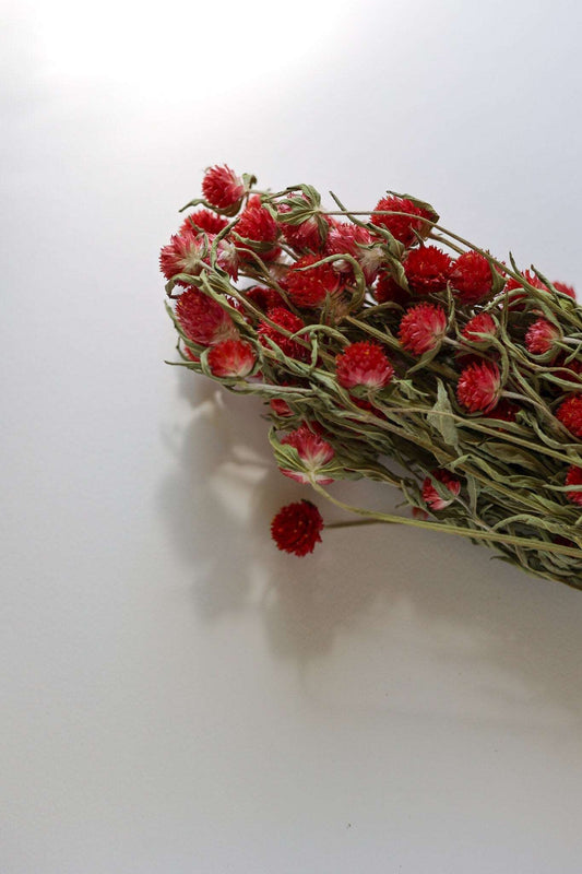 Dried Red Gomphrena Flower Globe Amaranth