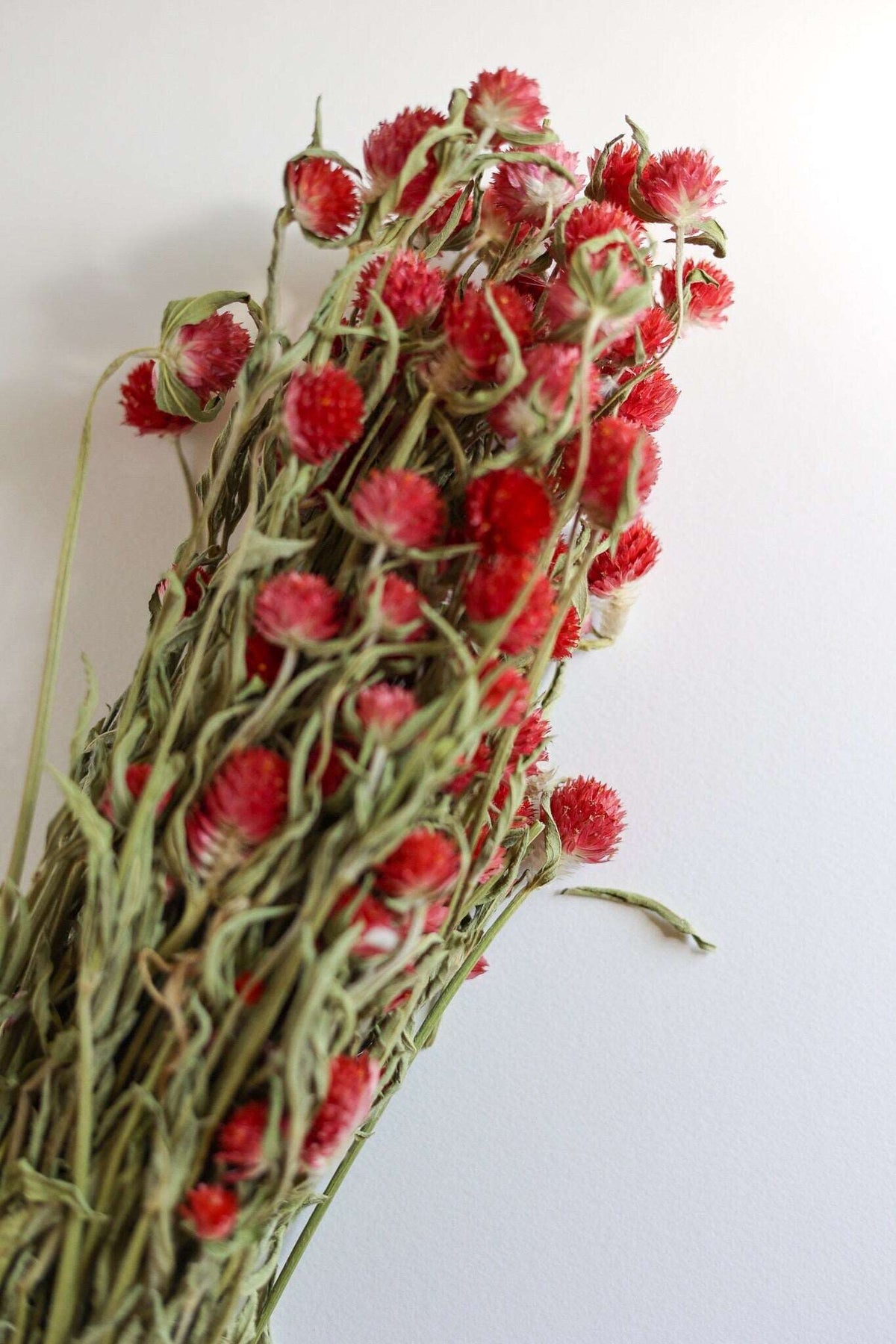 Dried Red Gomphrena Flower Globe Amaranth