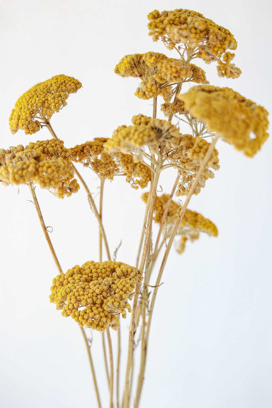Dried Yellow Yarrow, Dried Yarrow, Dried decor, Dried Flowers, Pressed Flowers, yellow flowers, dried wedding fall flowers