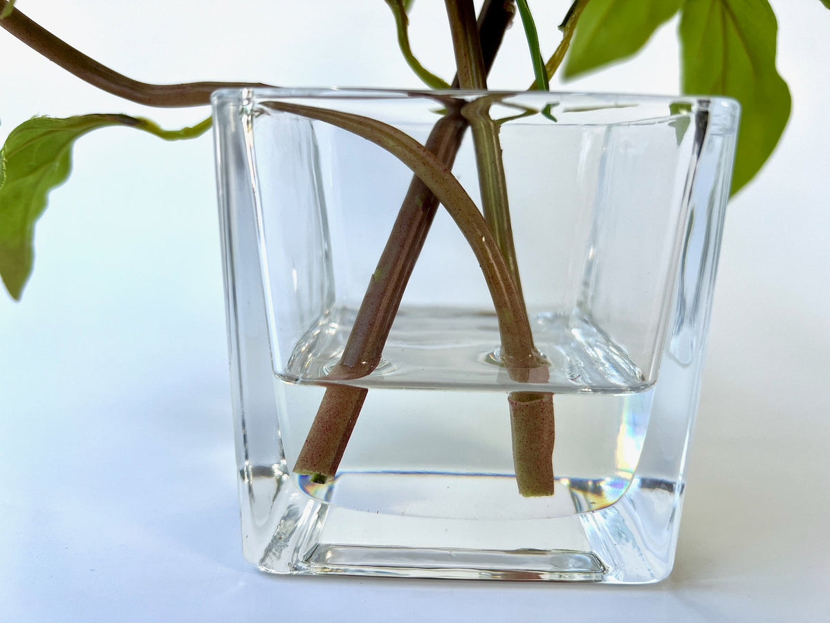 Composizione di peonie Real Touch in vaso di vetro - 8" (20 cm)
