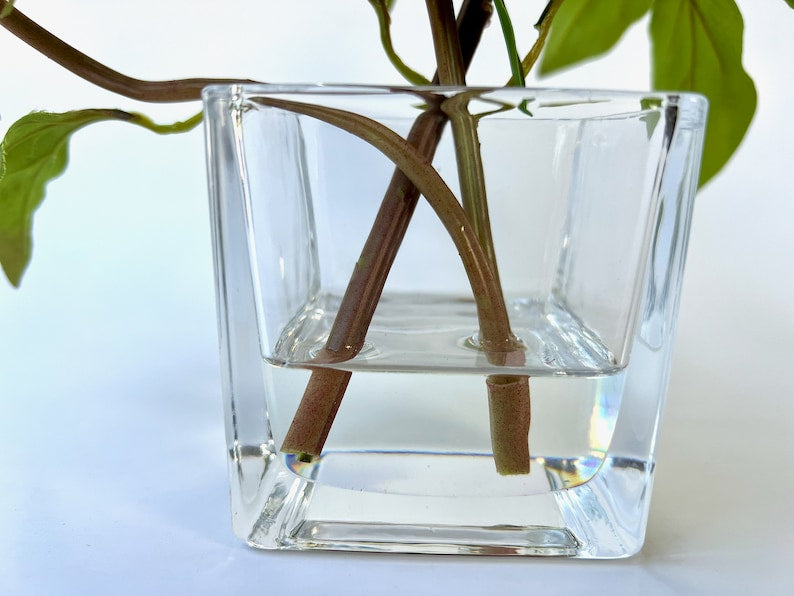 Composition florale de pivoines dans un vase en verre - 25 cm