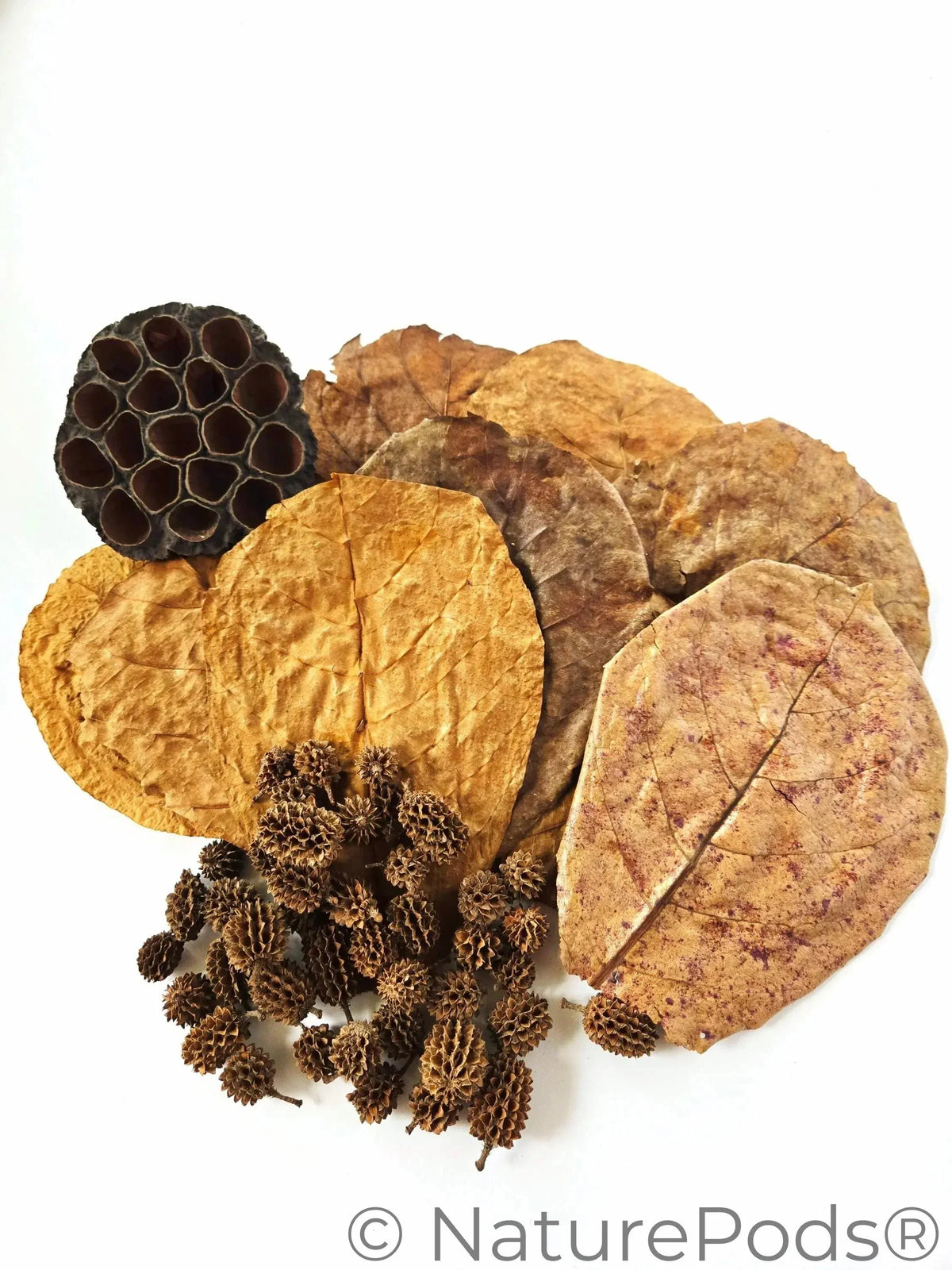 Pack de tanins botaniques pour aquarium - Feuilles de Catappa, cônes de Casuarina, gousses de lotus