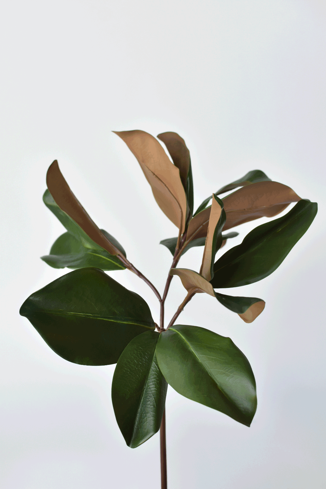 Stelo di foglie di magnolia artificiali da 16,5"