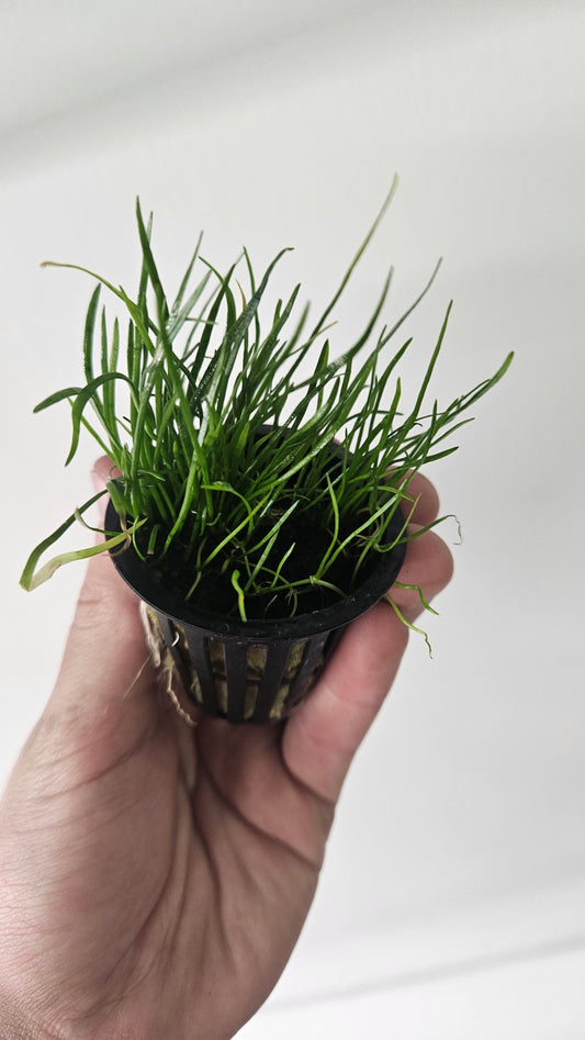 Micro Sword Potted