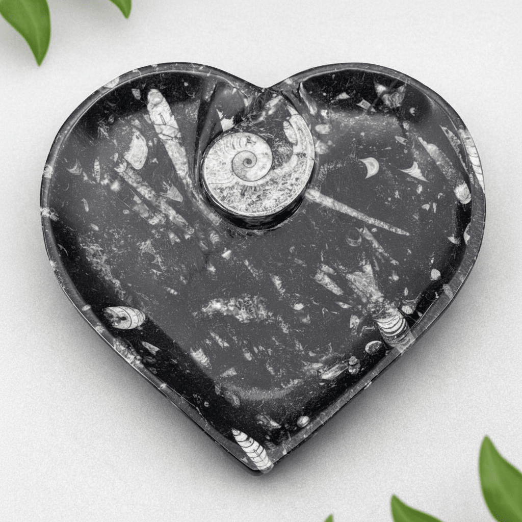 Piastra a cuore di Orthoceras con Ammonite (1 pezzo)