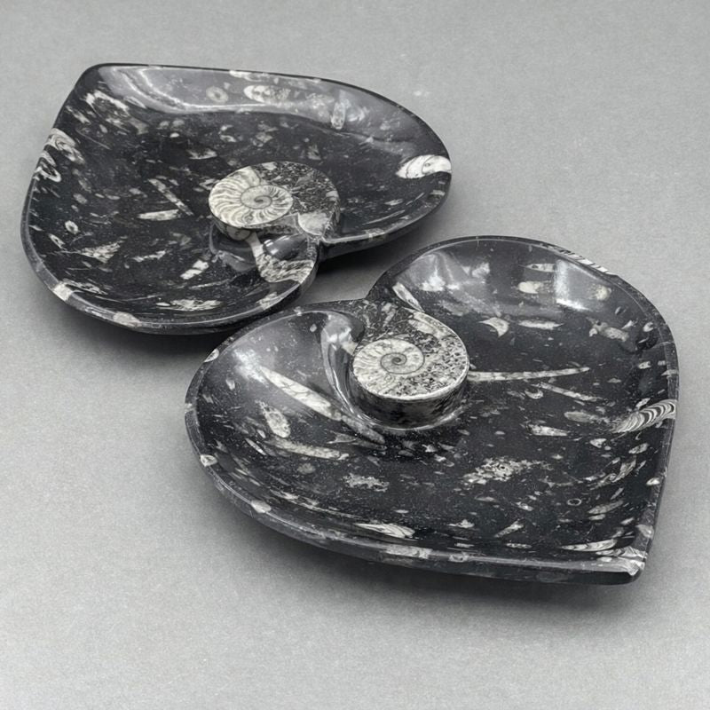 Piastra a cuore di Orthoceras con Ammonite (1 pezzo)