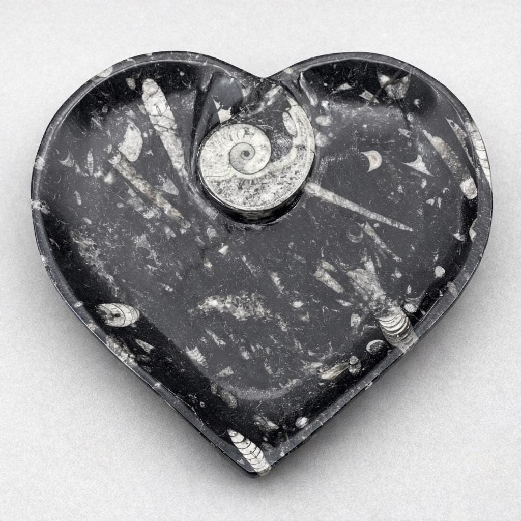 Piastra a cuore di Orthoceras con Ammonite (1 pezzo)