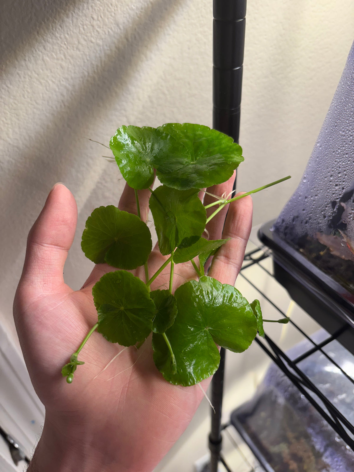Hydrocotyle leucocephala (5+ pousses de ~2-3 feuilles chacune)