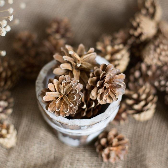 Decorazione con pigne