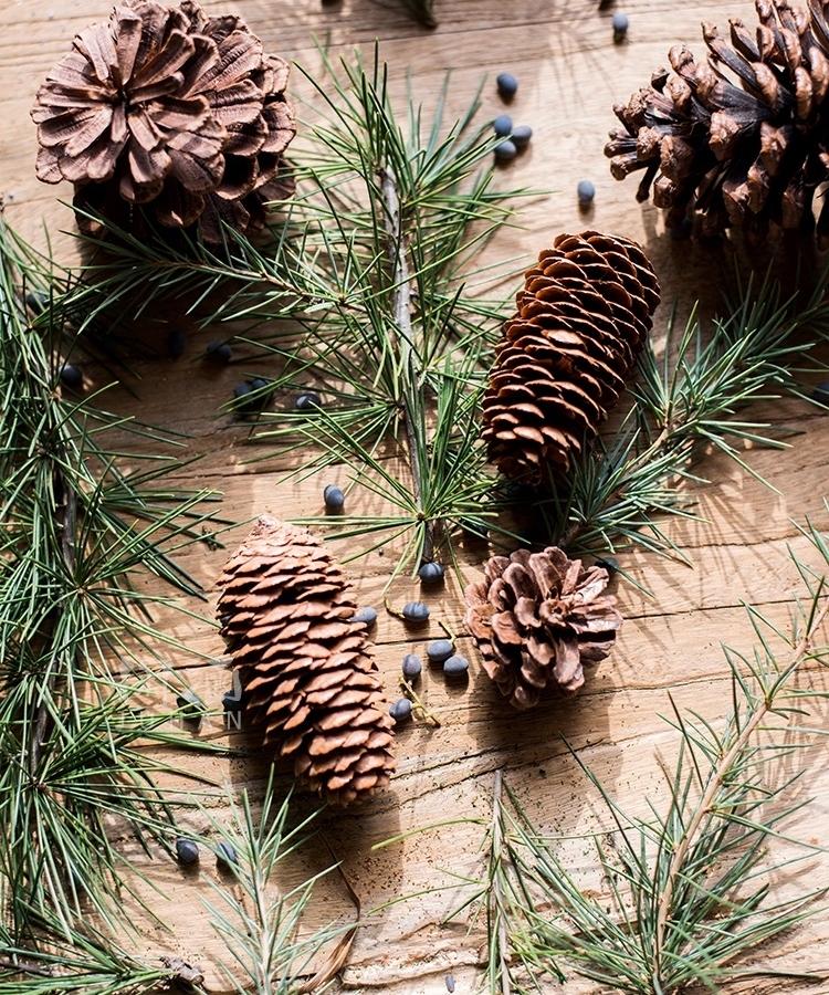 Decorazione con pigne