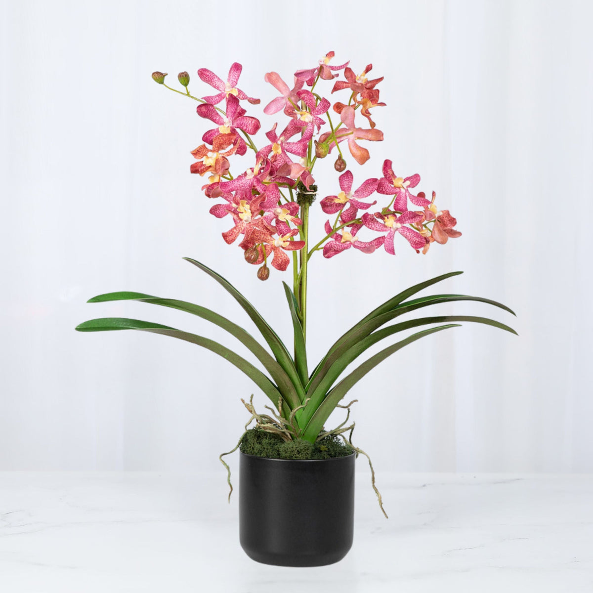 Composizione di orchidee Vanda rosa in vaso - 61 cm
