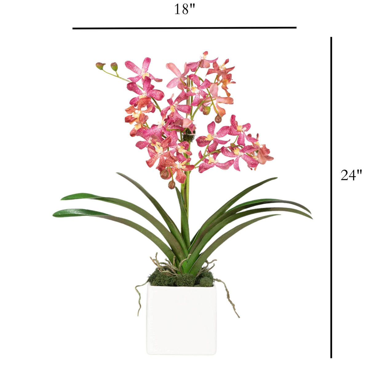 Composizione di orchidee Vanda rosa in vaso - 61 cm