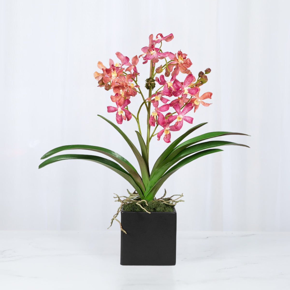 Composizione di orchidee Vanda rosa in vaso - 61 cm
