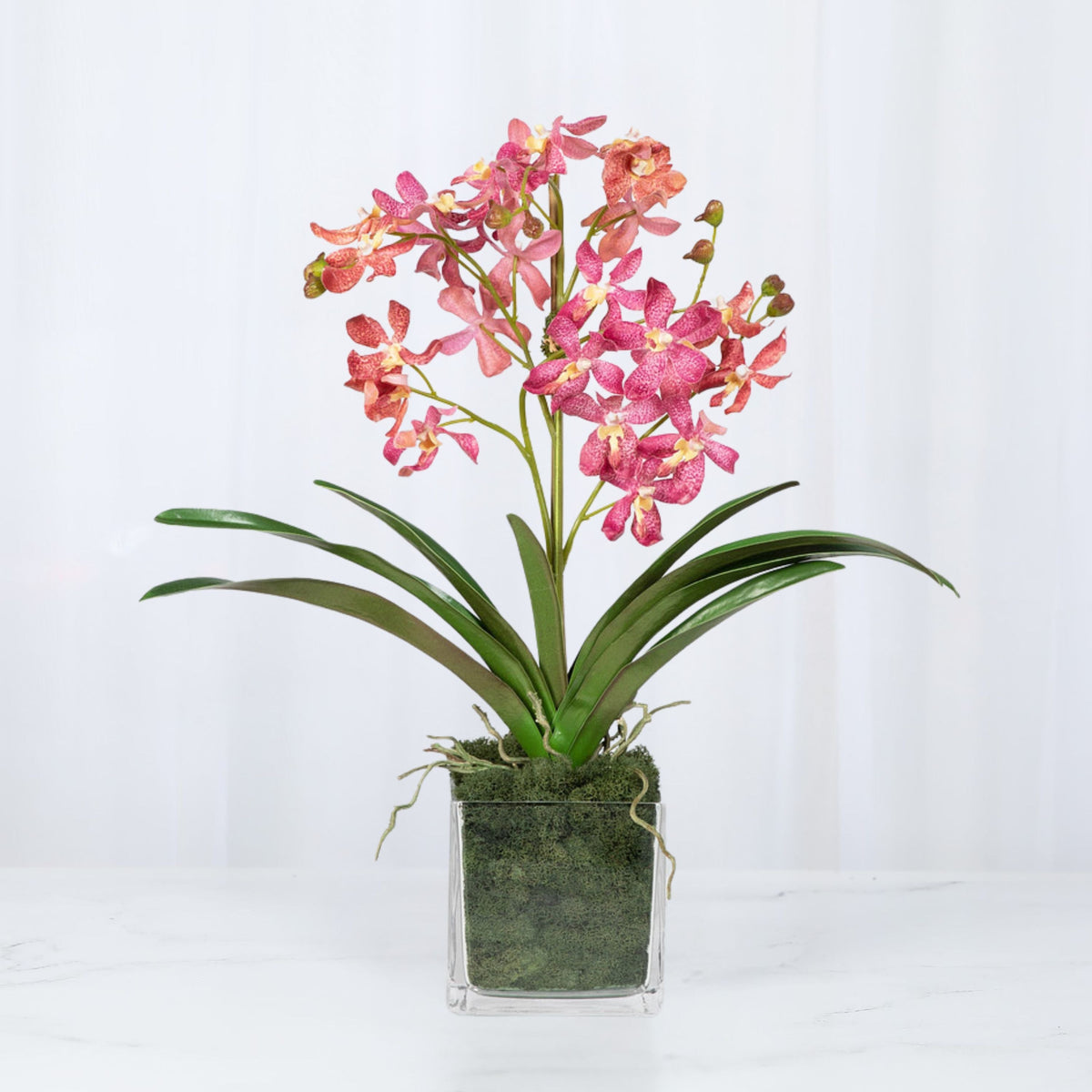 Composizione di orchidee Vanda rosa in vaso - 61 cm