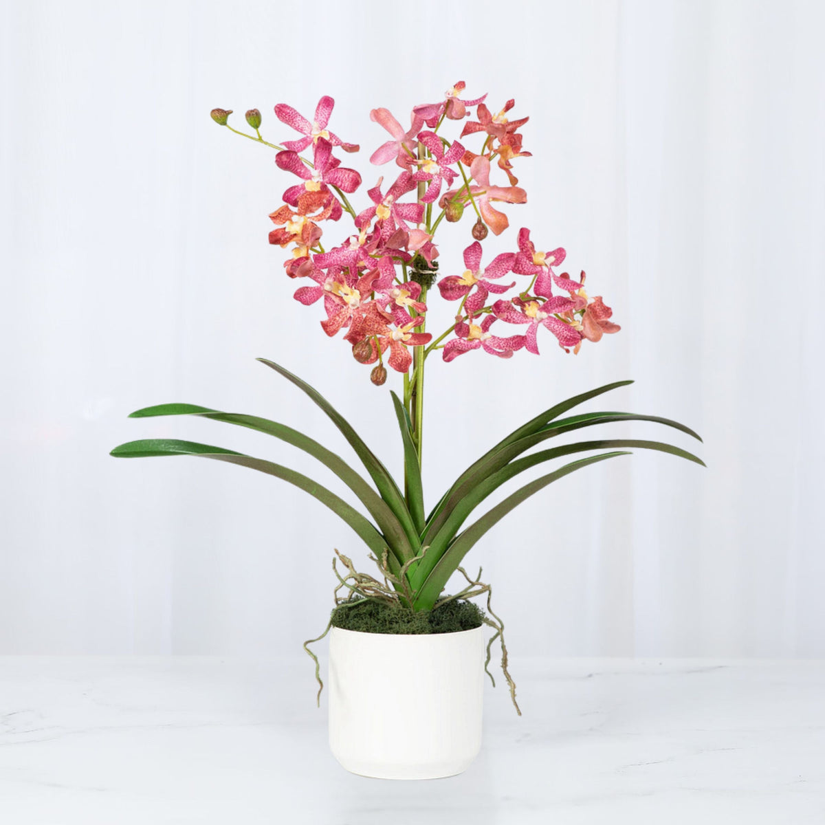 Composizione di orchidee Vanda rosa in vaso - 61 cm