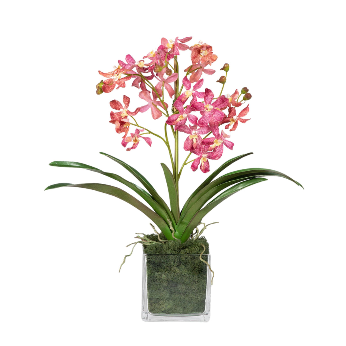 Composizione di orchidee Vanda rosa in vaso - 61 cm