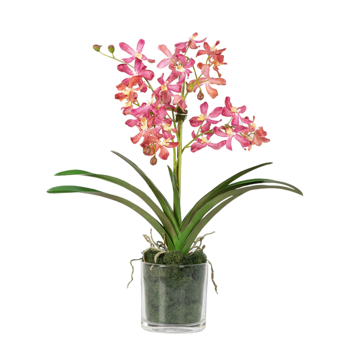 Composizione di orchidee Vanda rosa in vaso - 61 cm