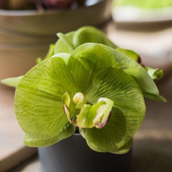 Mini orchidea artificiale in vaso, effetto real touch, verde