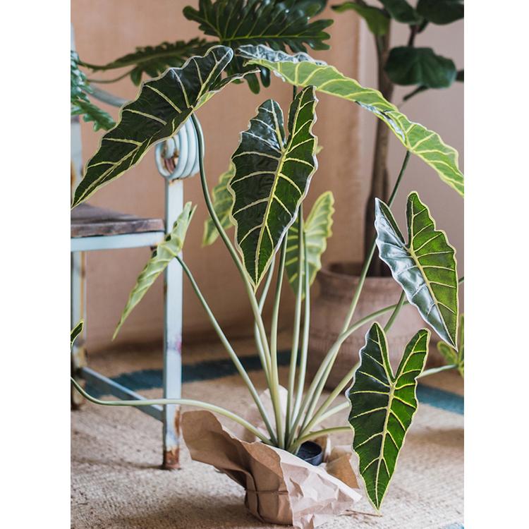 Plante Alocasia artificielle en pot, 79 cm de hauteur
