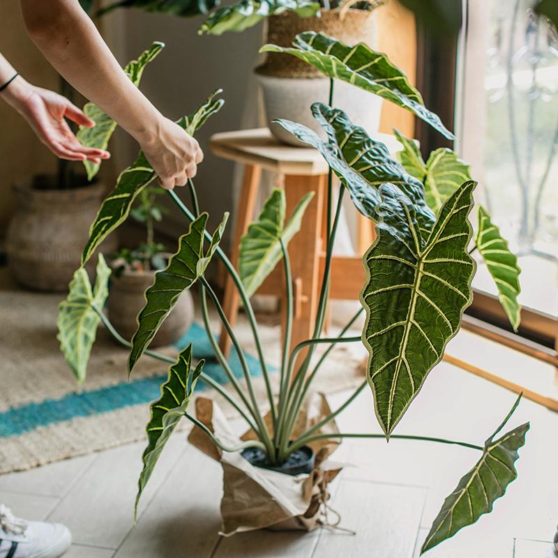 Plante Alocasia artificielle en pot, 79 cm de hauteur