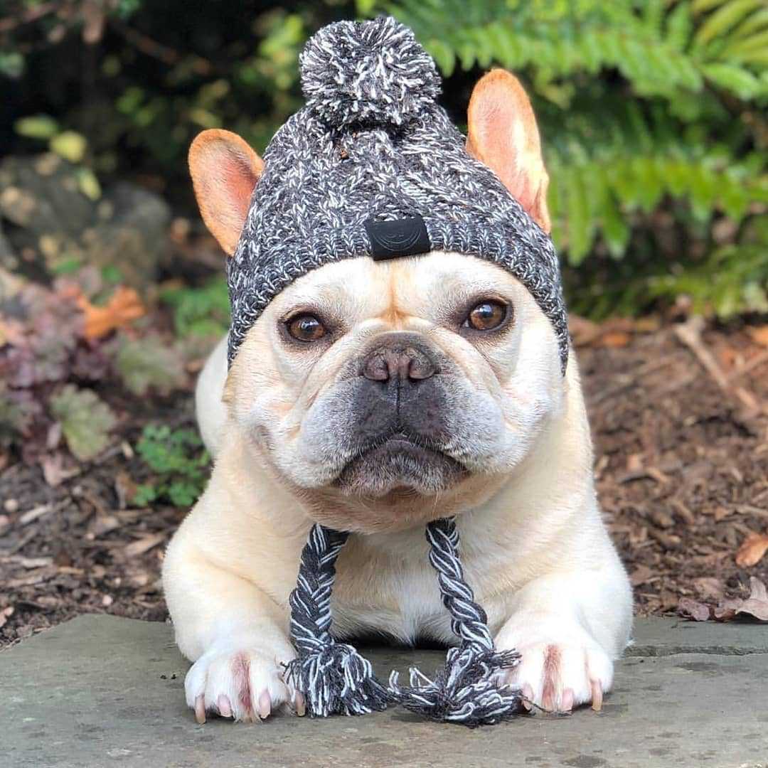 Bonnet en tricot chaud pour animal de compagnie automne-hiver avec pompon
