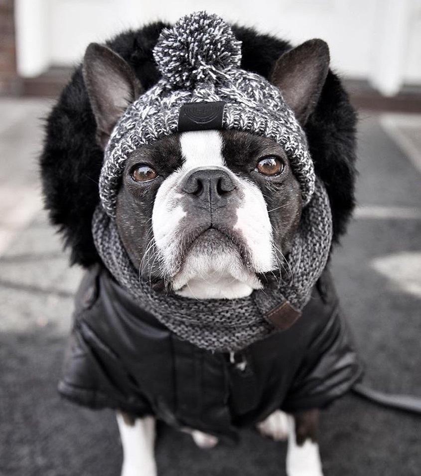 Bonnet en tricot chaud pour animal de compagnie automne-hiver avec pompon