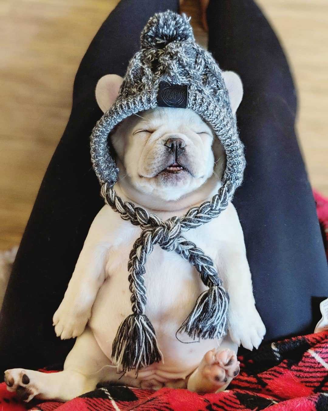 Bonnet en tricot chaud pour animal de compagnie automne-hiver avec pompon