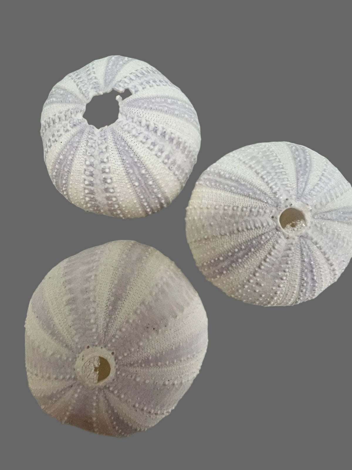 Purple Lavender Sea Urchin Shell