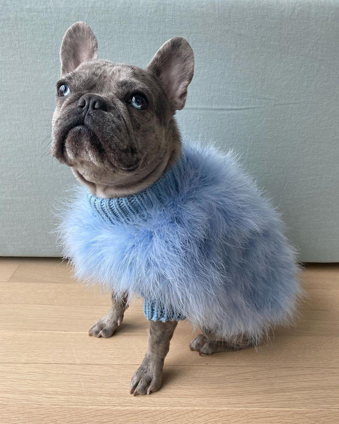 Pull pour animal de compagnie de luxe en plumes Haute Couture