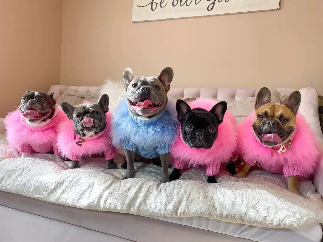 Pull pour animal de compagnie de luxe en plumes Haute Couture