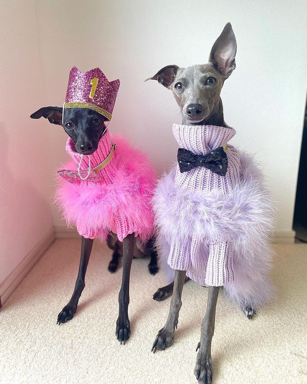 Pull pour animal de compagnie de luxe en plumes Haute Couture