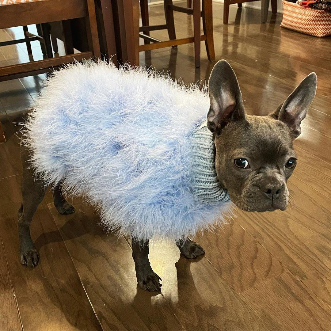 Pull pour animal de compagnie de luxe en plumes Haute Couture