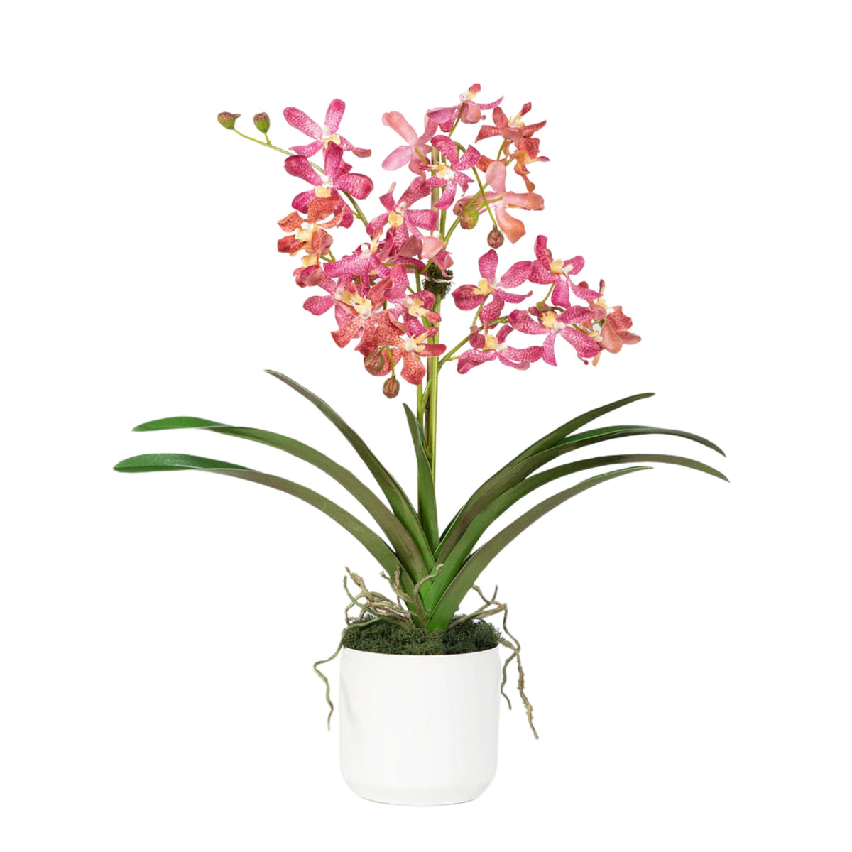 Composizione di orchidee Vanda rosa in vaso - 61 cm