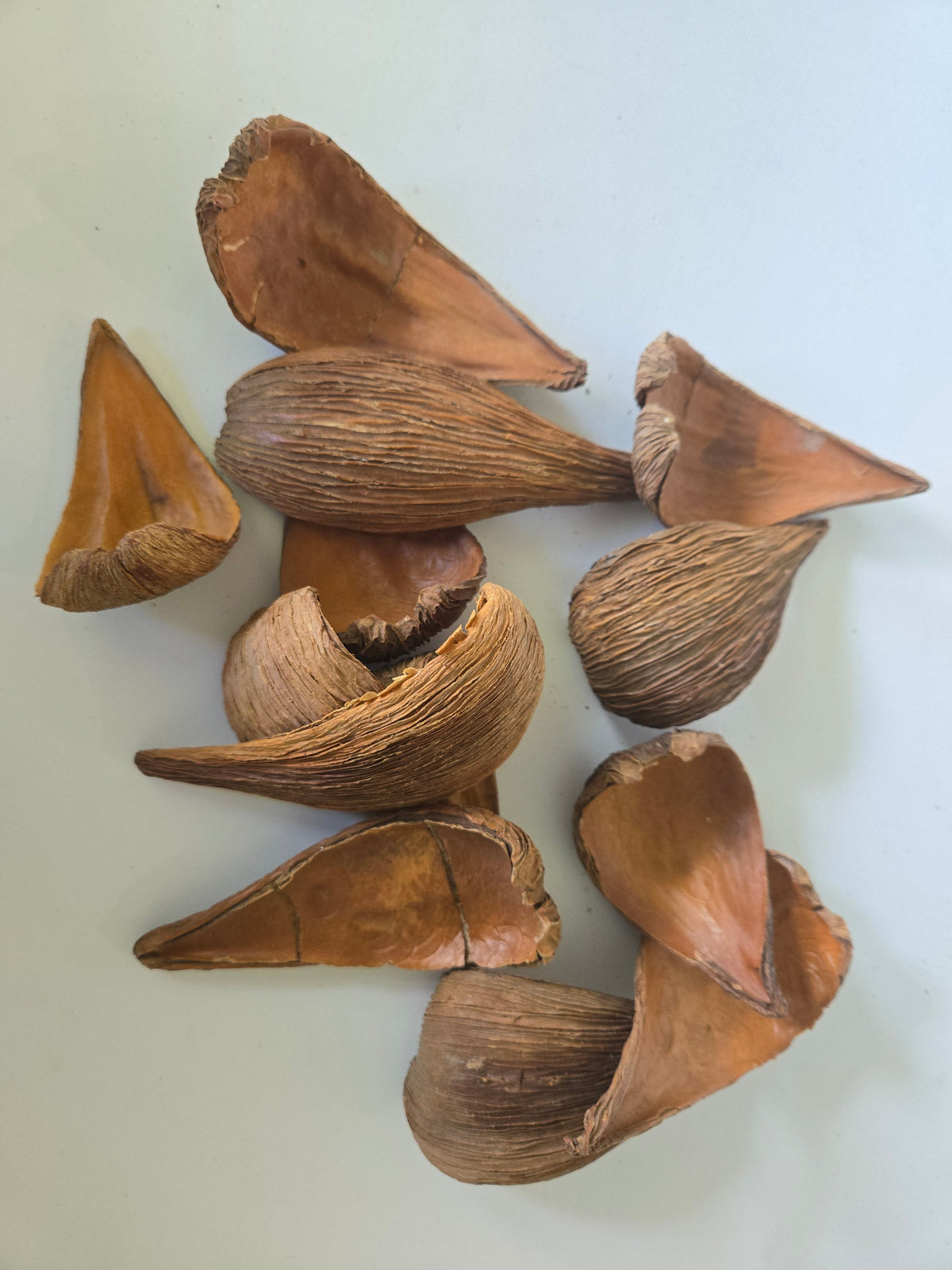 Pods Dregea Arti