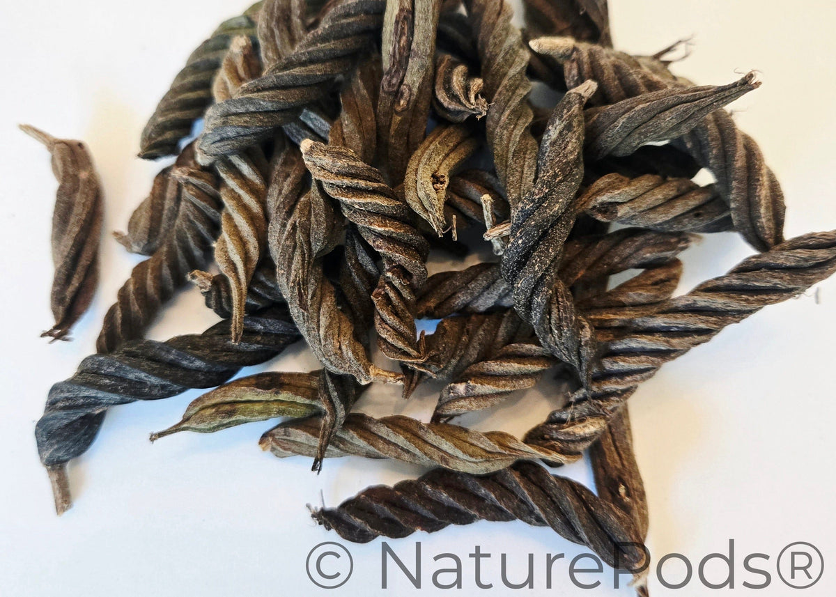 Pods torsadés/Pods fusilli
