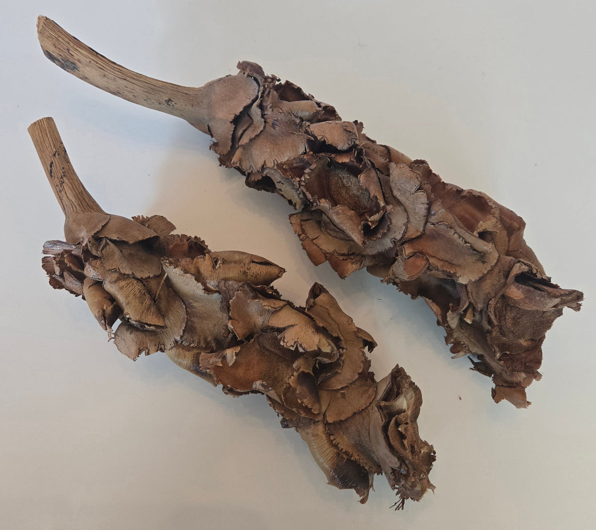 Tige de fleur de palmier