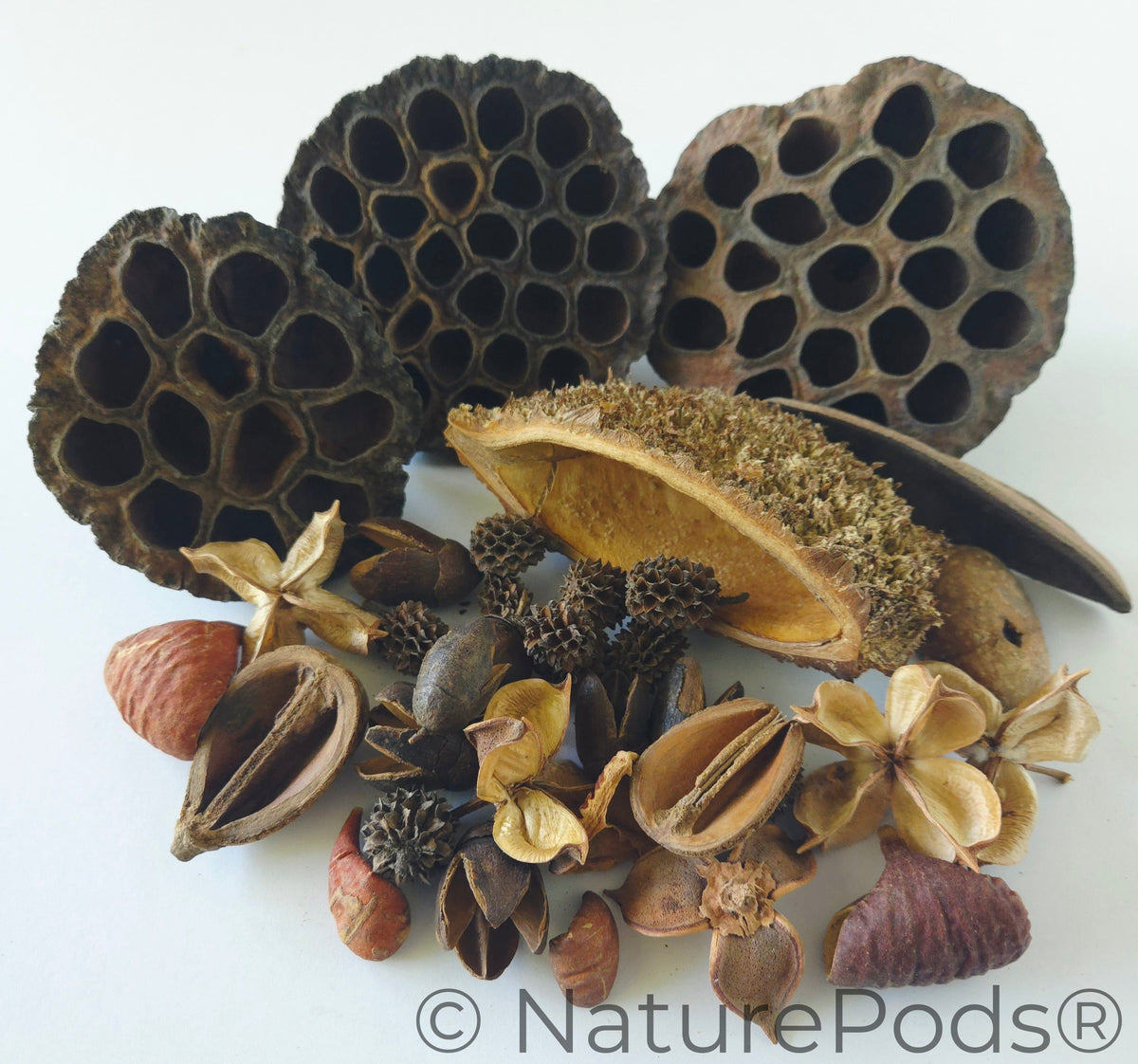 Assortiment de capsules de graines botaniques - 33 pièces