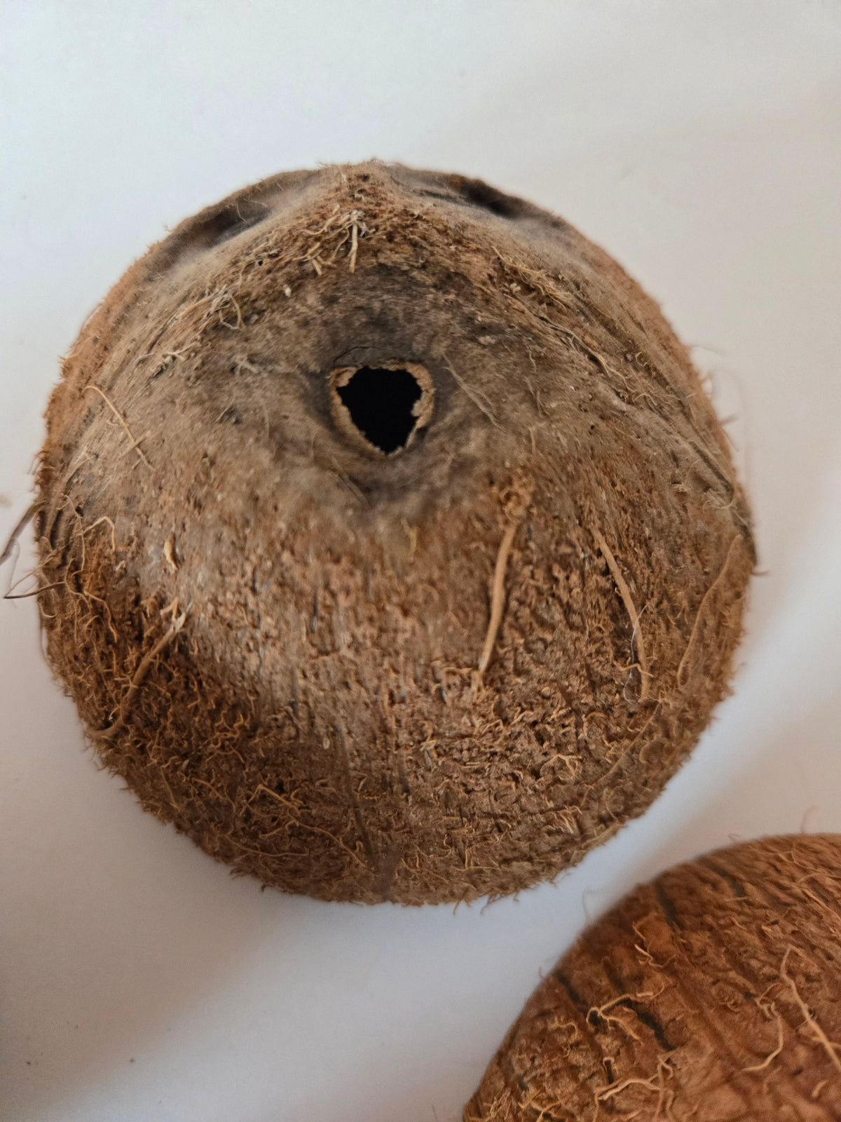 Mezzo guscio di noce di cocco