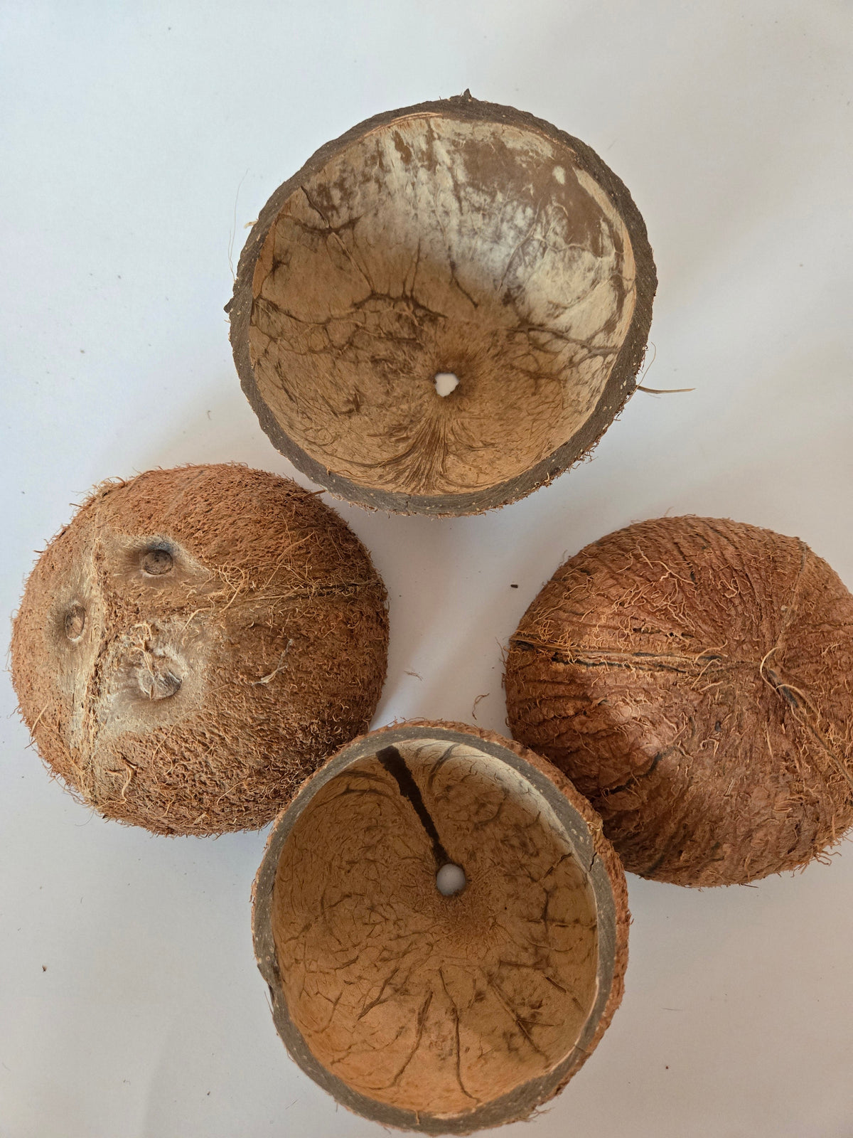 Mezzo guscio di noce di cocco