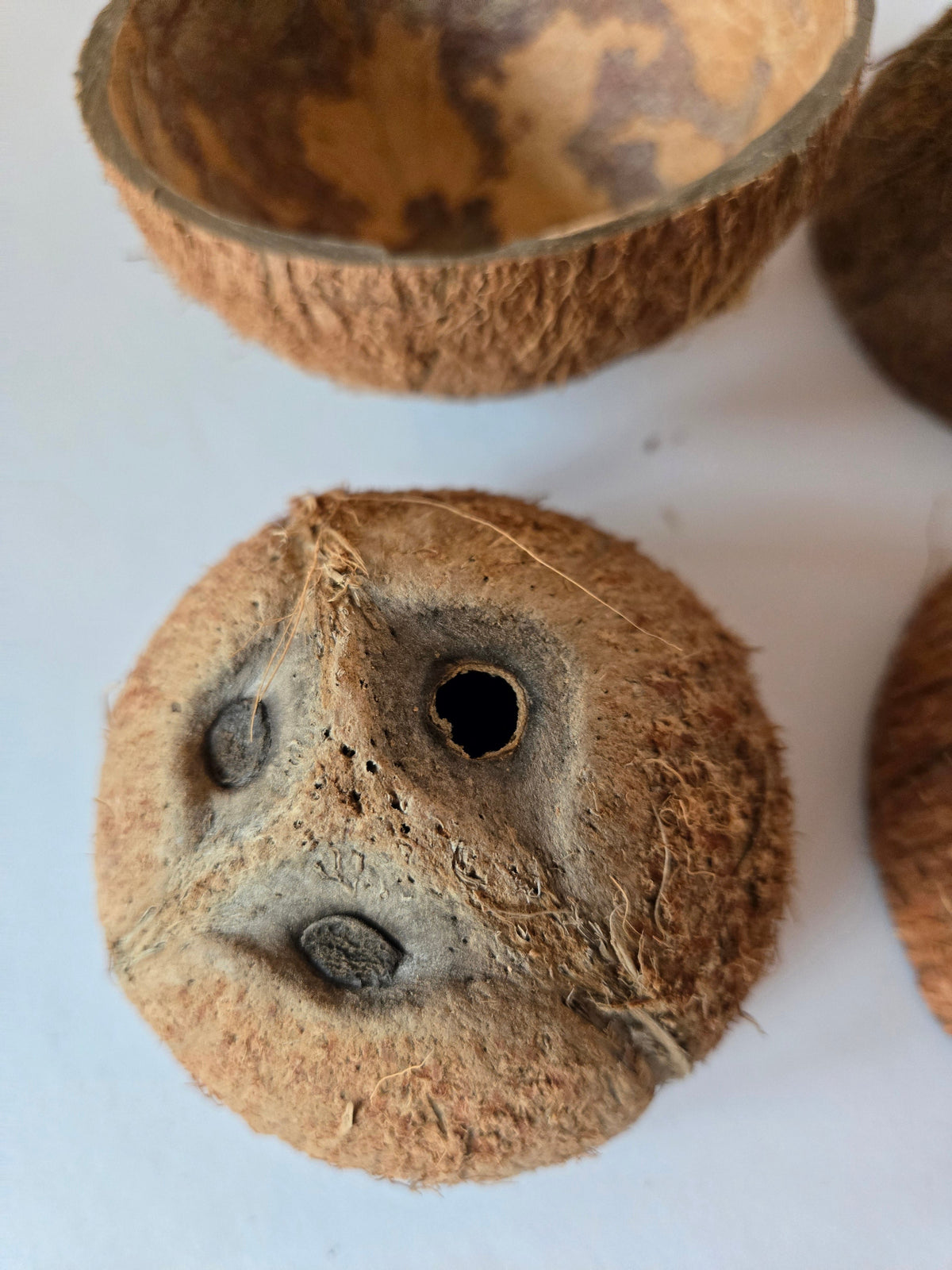 Mezzo guscio di noce di cocco